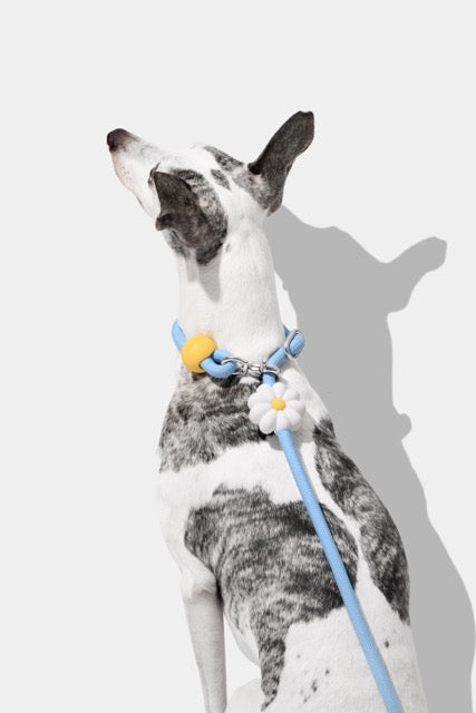 VETRESKA Connect Hands-Free Rope Leash for Pets (Daisy)