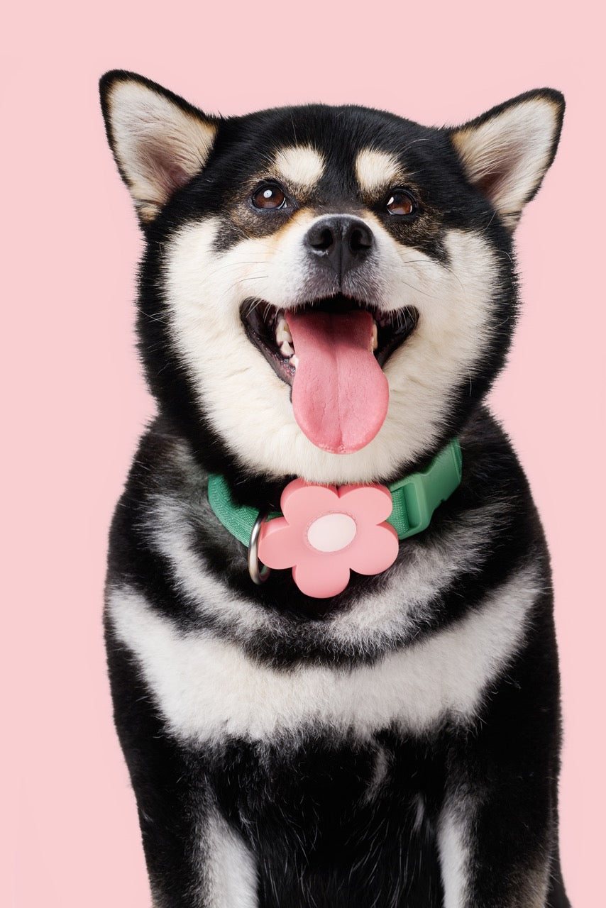 VETRESKA Flora Pet Backpack & Harness 3 in 1 Set